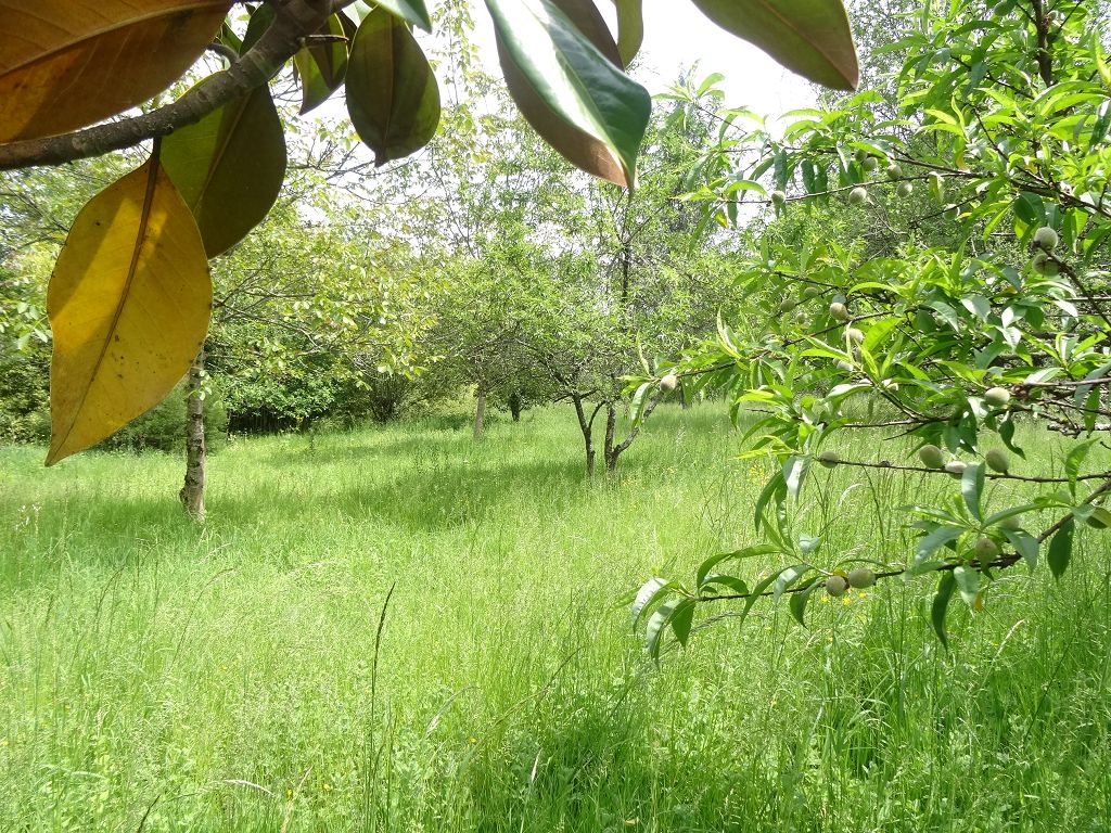Terrain COLLONGES LA ROUGE CHÉDAILLE IMMOBILIER