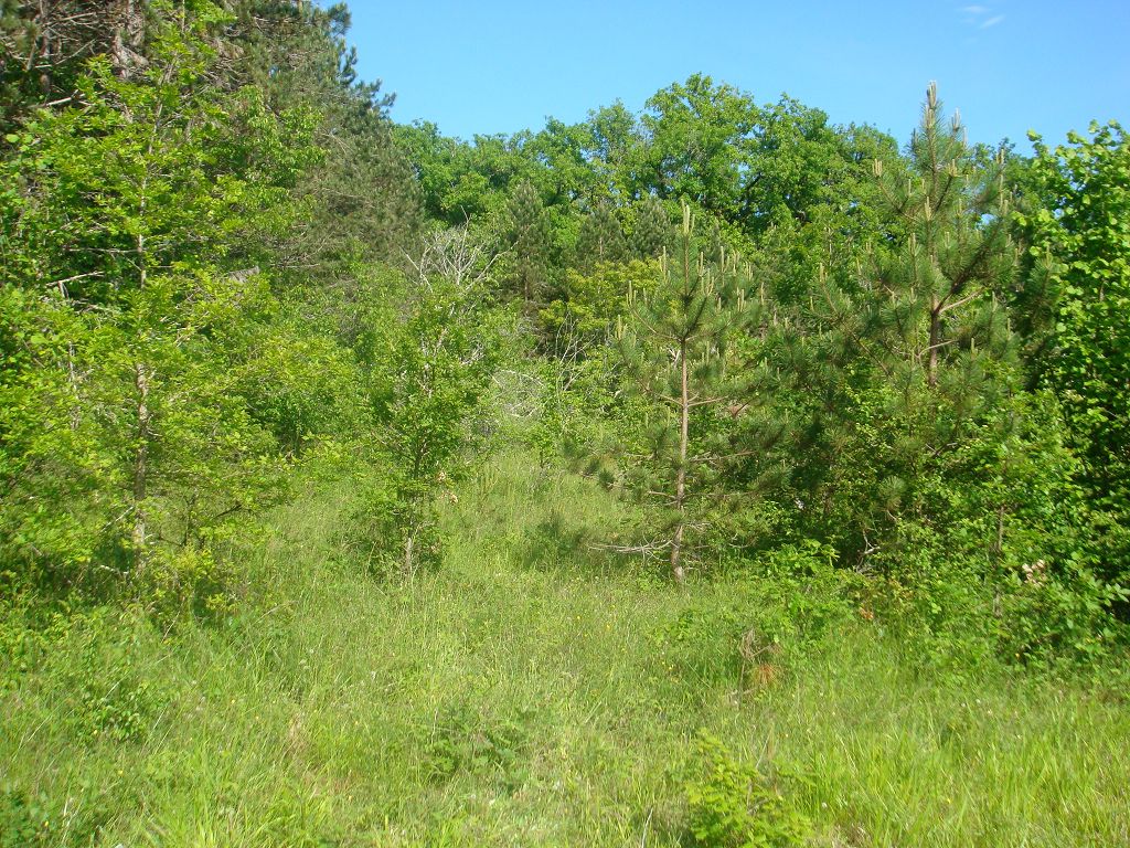 Terrain PROCHE DE MEYSSAC CHÉDAILLE IMMOBILIER