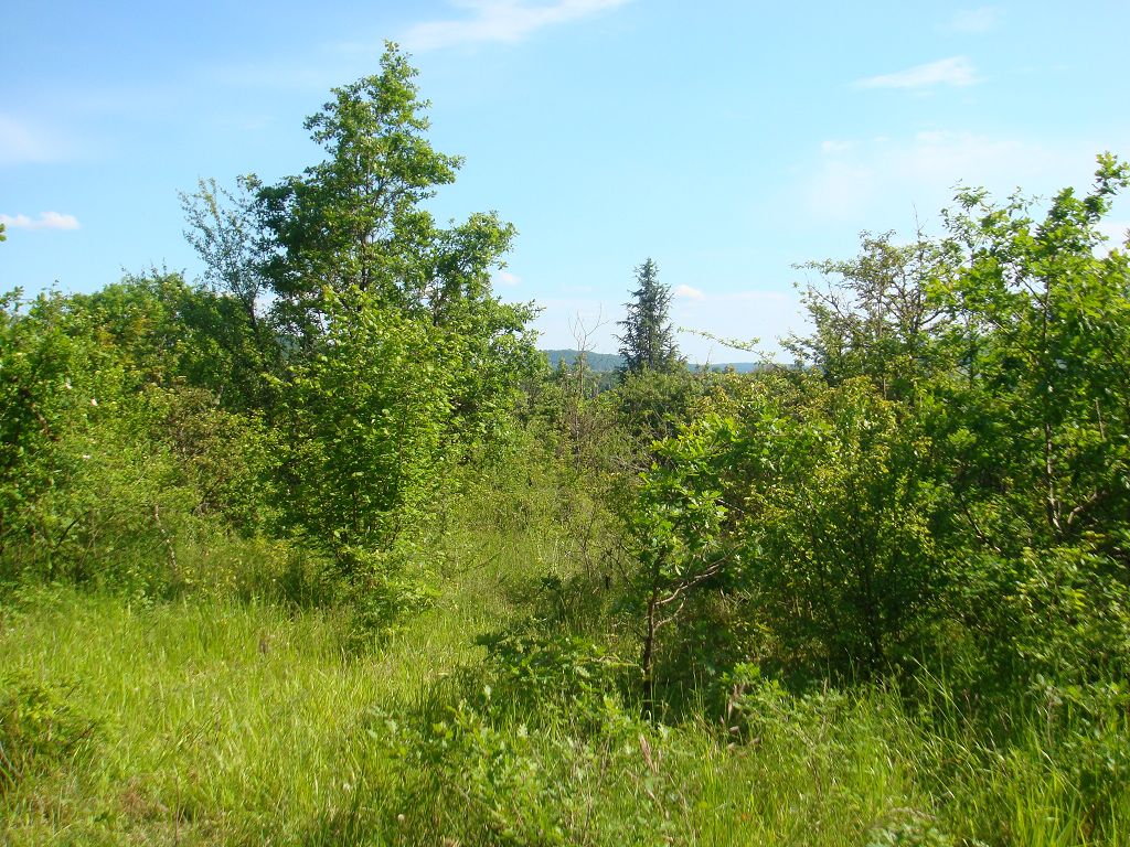 Terrain PROCHE DE MEYSSAC CHÉDAILLE IMMOBILIER