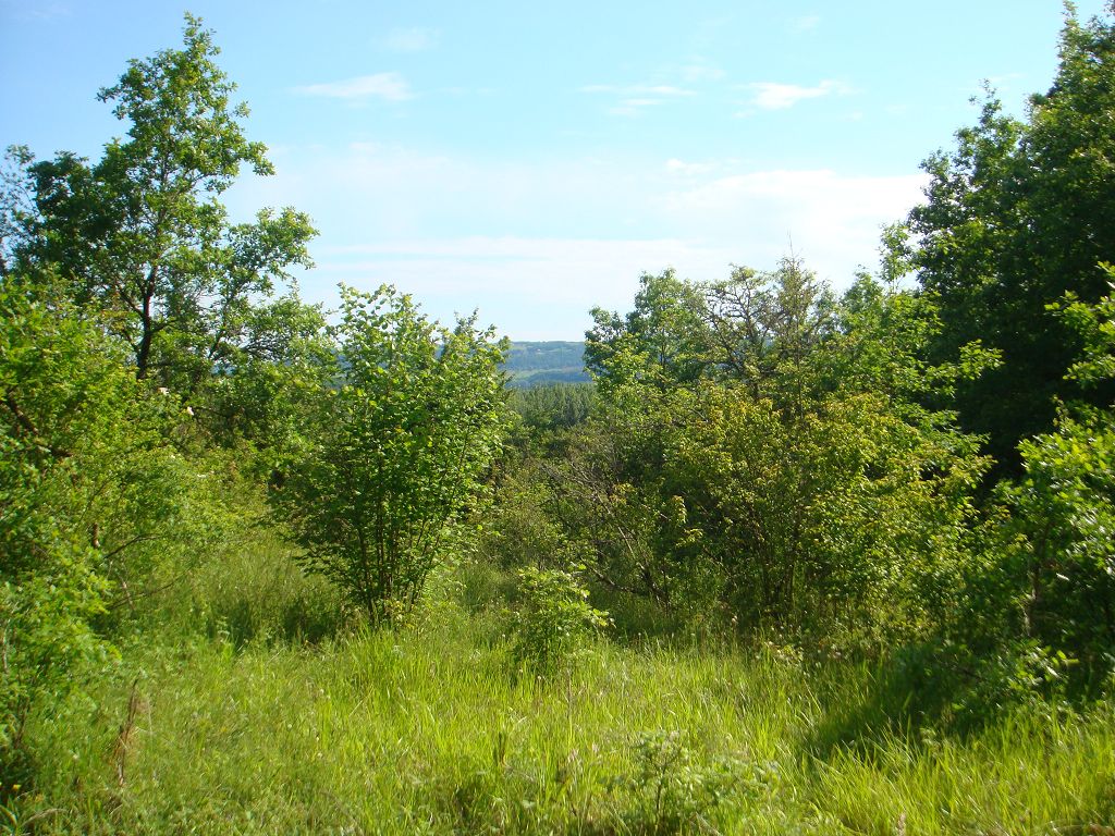 Terrain PROCHE DE MEYSSAC CHÉDAILLE IMMOBILIER