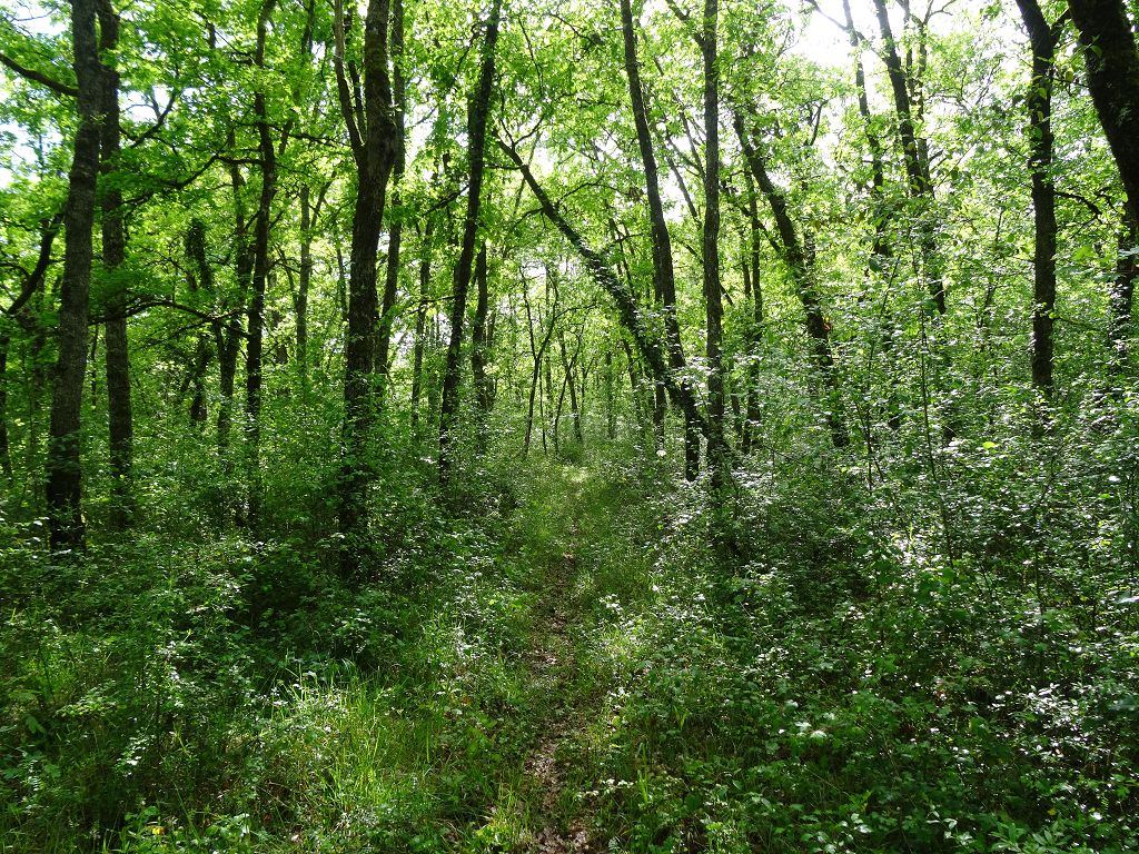 Terrain NORD DU LOT CHÉDAILLE IMMOBILIER