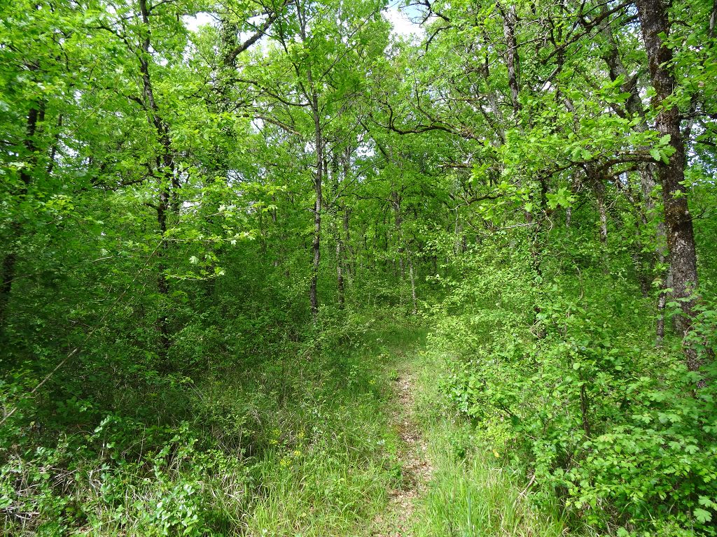 Terrain NORD DU LOT CHÉDAILLE IMMOBILIER