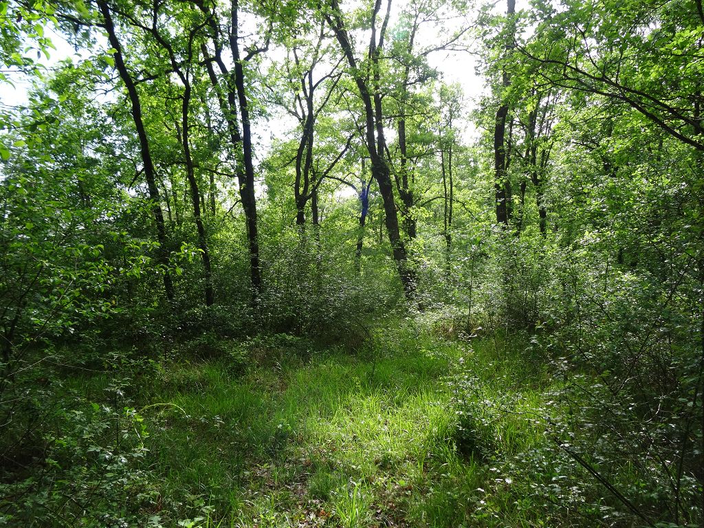 Terrain NORD DU LOT CHÉDAILLE IMMOBILIER
