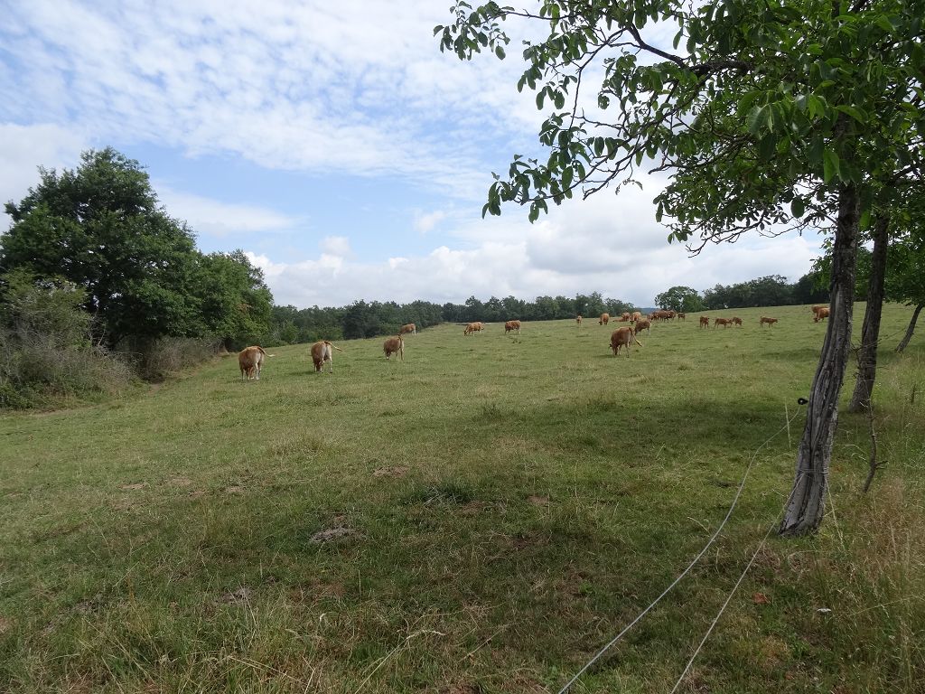 Terrain CUREMONTE CHÉDAILLE IMMOBILIER