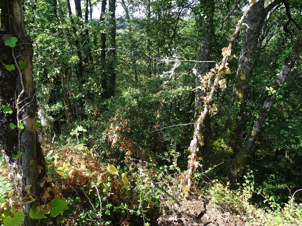 Terrain NORD DU LOT CHÉDAILLE IMMOBILIER