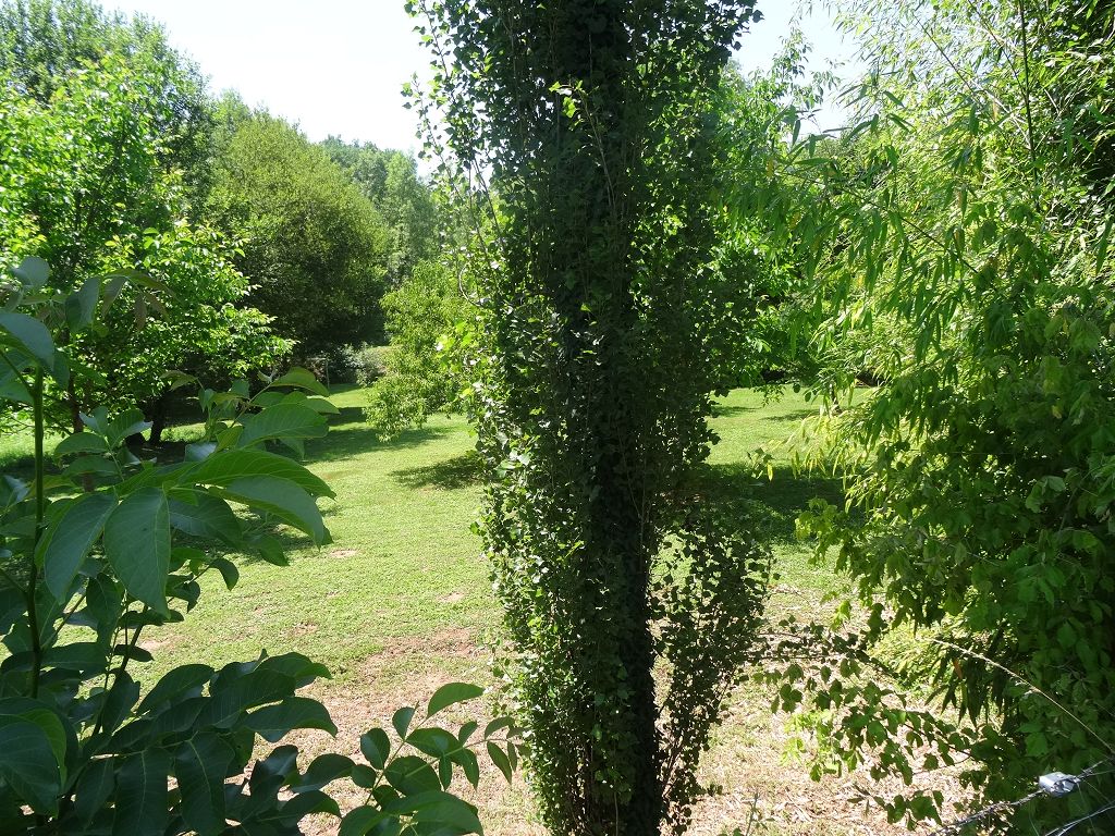 Terrain COLLONGES LA ROUGE CHÉDAILLE IMMOBILIER